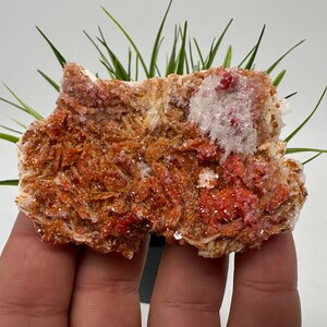 Red Vanadinite on BARITE from Morocco,Crystal, Mineral,Specimen,Cluster,Vanadinite Crystal, Vanadinite ,Geology,Vanadinite Cluster,Vanadinit