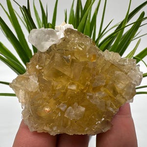 Yellow Fluorite,Pyrite from Spain,Mineral Specimen,Yellow Fluorite,Fluorite from Spain,Collection, Fluorite Collectors, Crystal Fluorite