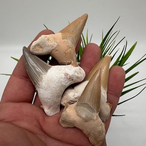 Shark Fossil Teeth, Protection & Strength, Shark Tooth Fossil, Shark Tooth, Shark Fossil Tooth, Shark Fossil Gifr, souvenir