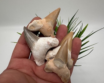 Shark Fossil Teeth, Protection & Strength, Shark Tooth Fossil, Shark Tooth, Shark Fossil Tooth, Shark Fossil Gifr, souvenir