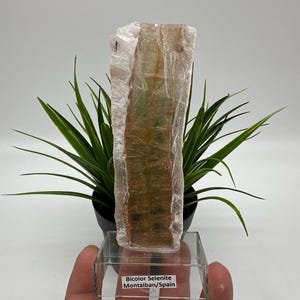 TOP QUALITY! Golden Phantom Selenite Slabs. Fishtail Selenite. Utah Raw Golden Selenite Slab / Wands. Utah Selenite. Sheet Selenite. Gift