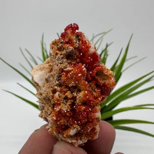 Red Vanadinite on Matrix from Morocco,Crystal, Mineral,Specimen,Cluster,Vanadinite Crystal, Vanadinite ,Geology,Vanadinite Cluster,Vanadinit