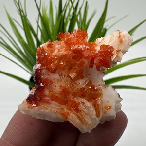 Red Vanadinite on BARITE from Morocco,Crystal, Mineral,Specimen,Cluster,Vanadinite Crystal, Vanadinite ,Geology,Vanadinite Cluster,Vanadinit