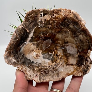 Petrified Wood Slab - Natural Stone Slice - Fossilized Wood Specimen - Crystallized Wood Slabs - Petrified Wood Slice,minerals,souvenirs