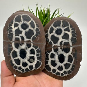 Large Septarian Nodule Geode Pair: Dragon Stone Healing Crystals