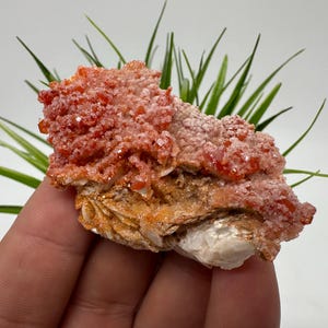 Red Vanadinite on BARITE from Morocco,Crystal, Mineral,Specimen,Cluster,Vanadinite Crystal, Vanadinite ,Geology,Vanadinite Cluster,Vanadinit