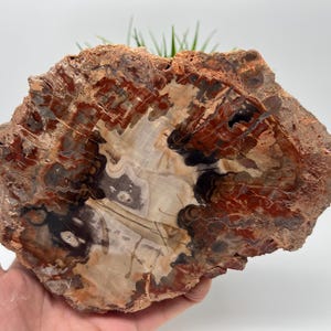 Petrified Wood Slab - Natural Stone Slice - Fossilized Wood Specimen - Crystallized Wood Slabs - Petrified Wood Slice,minerals,souvenirs