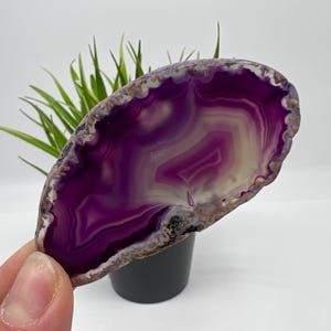 Op de afbeelding: Een gepolijste agaat schijf met een levendig paars en wit gestreept patroon. De natuursteen heeft een unieke, organische vorm en wordt in een hand gehouden. De agaat wordt tentoongesteld voor een kleine zwarte pot met groene planten.
