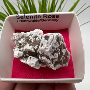 Puede incluir: Una formación cristalina de Rosa del Desierto de Freienwalde, Alemania, presentada en una caja blanca con interior rosa. El cristal es de color gris claro y tiene un aspecto texturizado y en capas. Se ve follaje verde en el fondo.