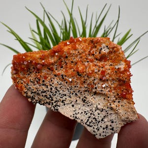 Red Vanadinite on Matrix from Morocco,Crystal, Mineral,Specimen,Cluster,Vanadinite Crystal, Vanadinite ,Geology,Vanadinite Cluster,Vanadinit