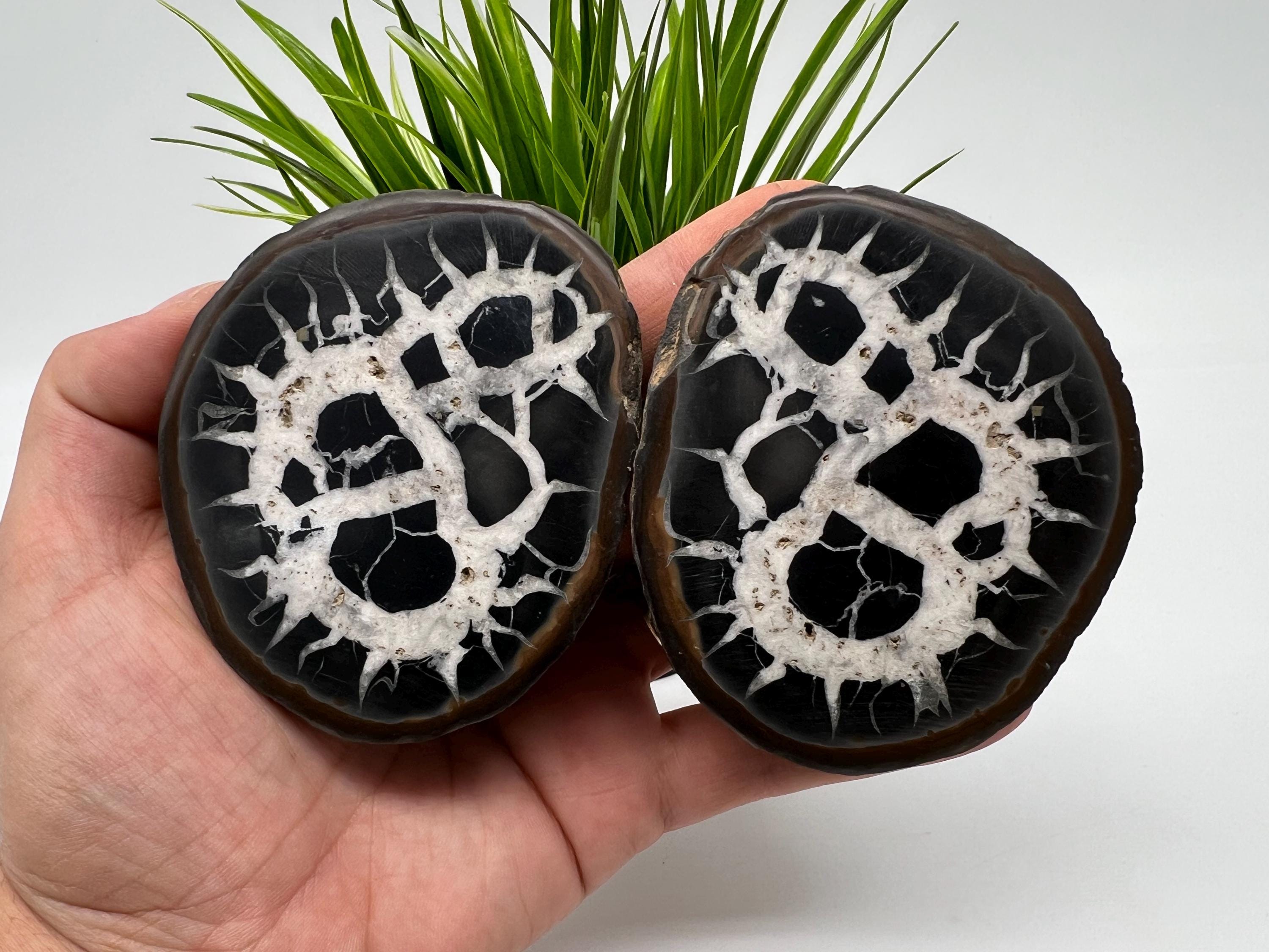 【Les Néréides】タコ＆珊瑚＆蜘蛛&ストーン リング　７号 Large Septarian Nodule Geode Pair: Dragon Stone Healing Crystals