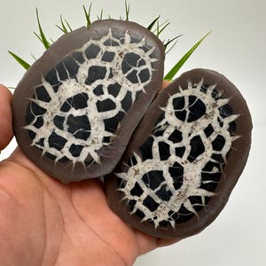 Large Septarian Nodule Geode Pair: Dragon Stone Healing Crystals