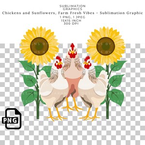 Kurczaki i słoneczniki sublimacja PNG, świeże z farmy, kura clipart, wiejski kurczak cyfrowe pobieranie, koszulki, kubki, transfery, farma