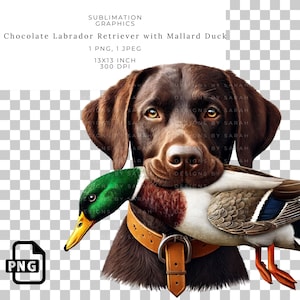 Chocolate Labrador Retriever Sublimation Graphic with Mallard Duck - Lab Hunting Dog PNG for Outdoorsman Gifts, Waterfowl Hunting Art Print.