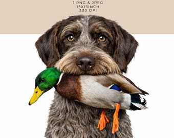 Wirehaired Pointing Griffon Dog with Mallard Sublimation Graphic (PNG JPEG Digital Download)