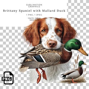 Brittany Spaniel Hunting Dog with Mallard Duck PNG – Waterfowl Hunting Sublimation Design, Bird Dog Art, Wildlife Digital Download Print