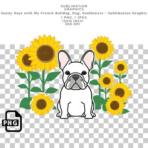 Sunny Days with My French Bulldog Sublimation PNG, Frenchie and Sunflowers Clipart, Digital Download for T-Shirts, Mugs, Tumblers, Transfers