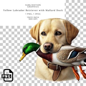 Yellow Labrador Retriever Sublimation Graphic with Mallard Duck - Lab Hunting Dog PNG for Outdoorsman Gifts, Waterfowl Hunting Art Print.