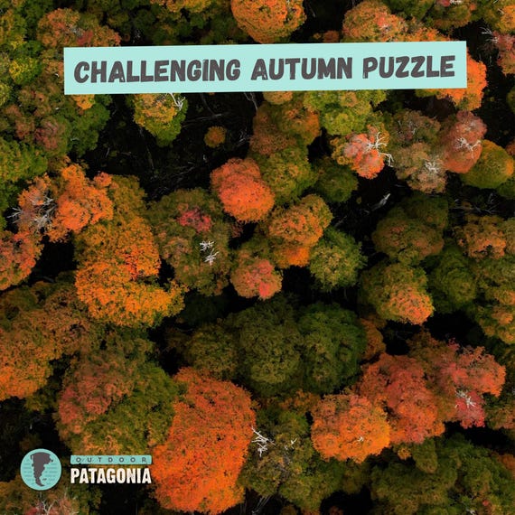 Challenging Hard Autumn Puzzle | Forest Fall Colors | 110 to 1014 Pieces | Perfect Gift for Puzzle Lovers