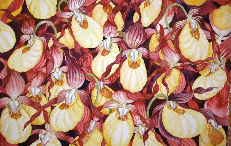 May include: Watercolor painting of lady slipper orchids. The flowers have creamy yellow pouches, accented by burgundy and red petals and sepals. The background is a deep purple, creating a striking contrast. The artwork showcases a close-up view of the flowers.