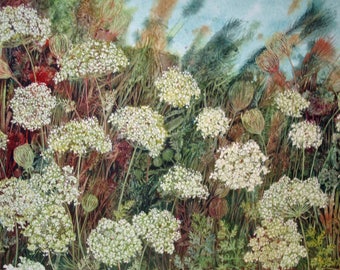 Queen Ann's Lace an original watercolor