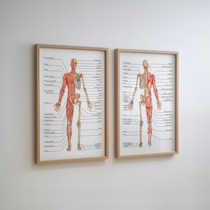 Puede incluir: Dos cuadros anatómicos enmarcados del cuerpo humano, que representan los sistemas esquelético y muscular. Las ilustraciones son en rojo y beige, con etiquetas detalladas. Los marcos son de madera clara, sobre una pared blanca.