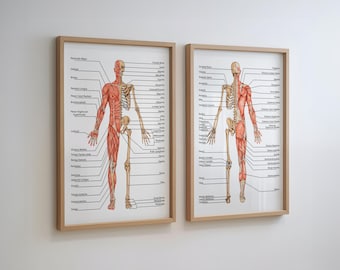 Front And Back Muscular System Anatomy Print for Medical Massage Therapist Clinic, Gift Surgeon, Doctor Office