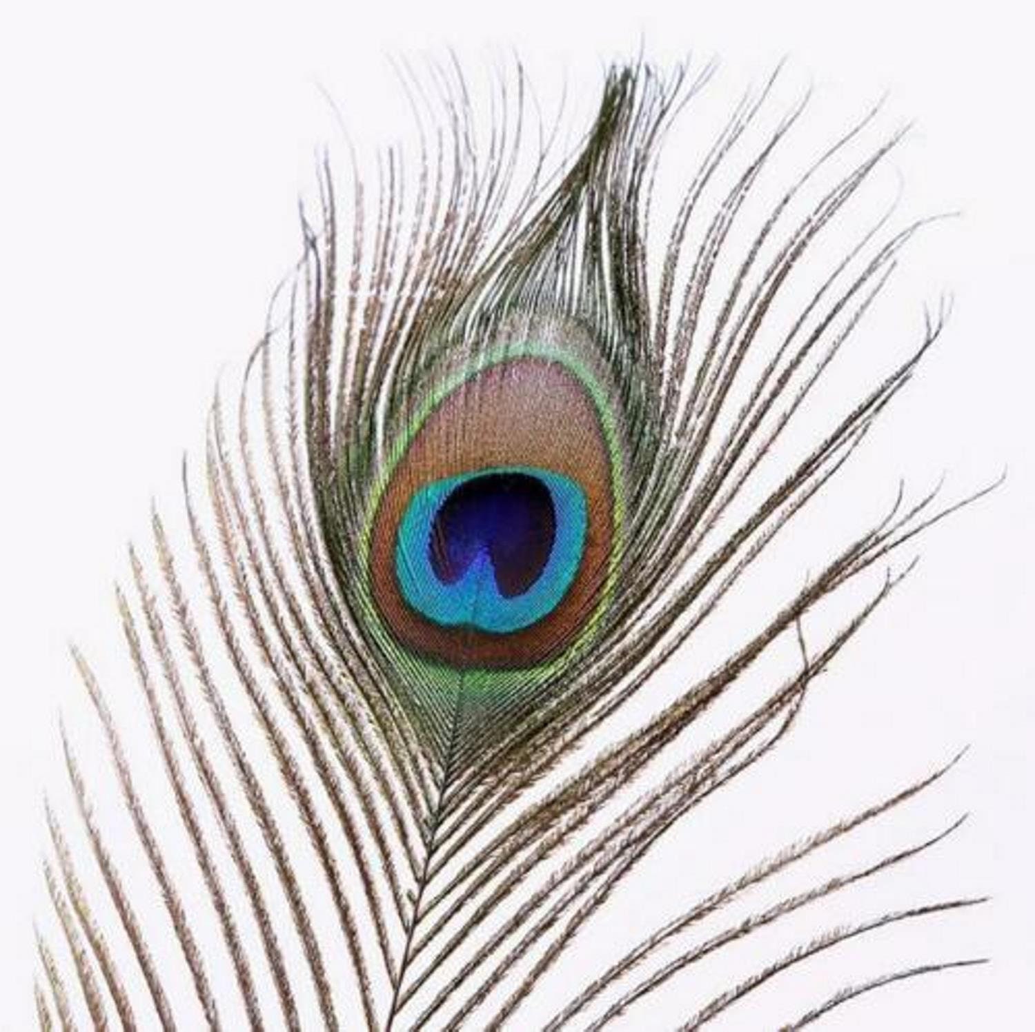 Single Peacock Feather 5-7 Choose Length 