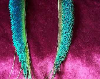 Beautiful iridescent peacock sword feather earrings 4"-9"  long - clip on or pierced