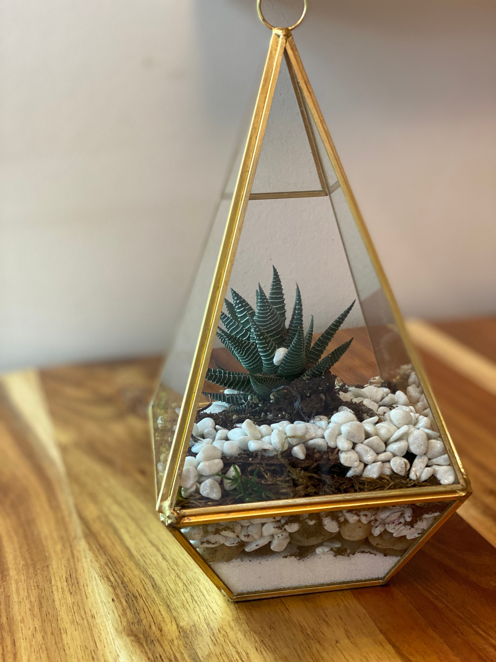 Terrabox Terrarium in a Box Etsy Canada