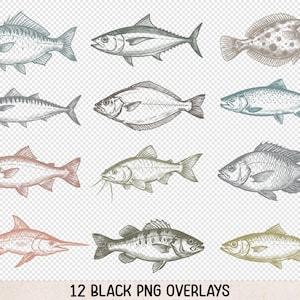 Fish Sketch PNG Bundle, Grungy Wildlife Graphics for Sublimation, Digi Stamp, Stickers & Junk Journals - CL11