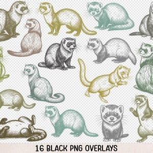 Ferret Sketch PNG Bundle, Grungy Pet Life Graphics for Sublimation, Digi Stamp, Stickers & Junk Journals - CL15