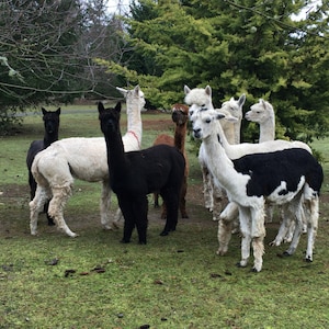May include: A group of alpacas in a grassy field. The alpacas are various colors, including white, black, and brown. Some of the alpacas are looking at the camera, while others are looking away.