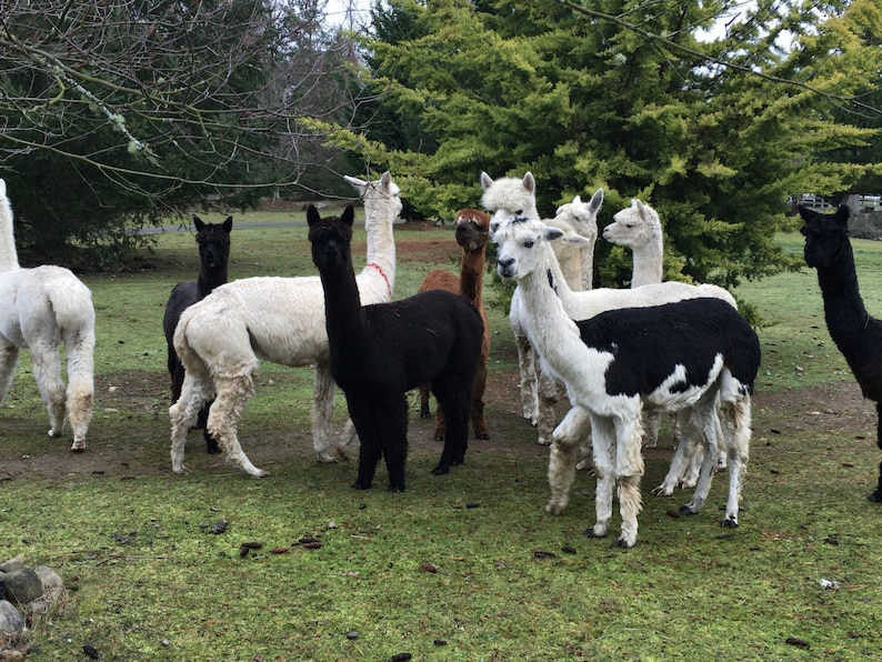 May include: A group of alpacas in a grassy field. The alpacas are various colors, including white, black, and brown. Some of the alpacas are looking at the camera, while others are looking away.