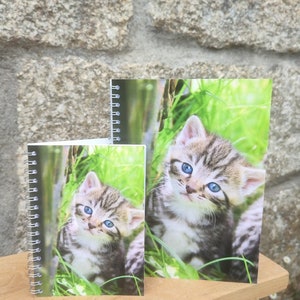 Carnets et cartes Chat tigré
