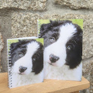 Carnet de notes et cartes Collie Pup