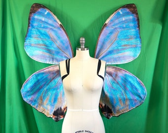 Large Blue Butterfly Costume Wings Morpho Sulkowskyi