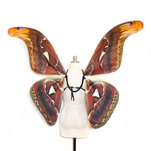 Large Moth Costume Wings Atlas MOTH Halloween Costume or Fairy Wings