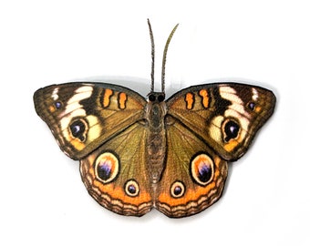 Buckeye Butterfly Hair Barrette or Brooch - Butterfly Hair Clip