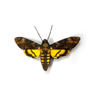 Death&#39;s Head Moth Hair Barrette or Brooch - Gift for moth lovers
