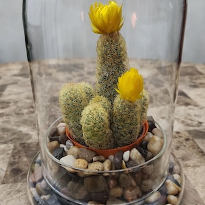 Glass Dome Terrarium