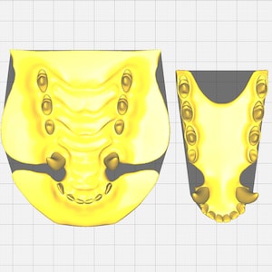 Realistic canine or fox teeth STL file for 3D printing image 2