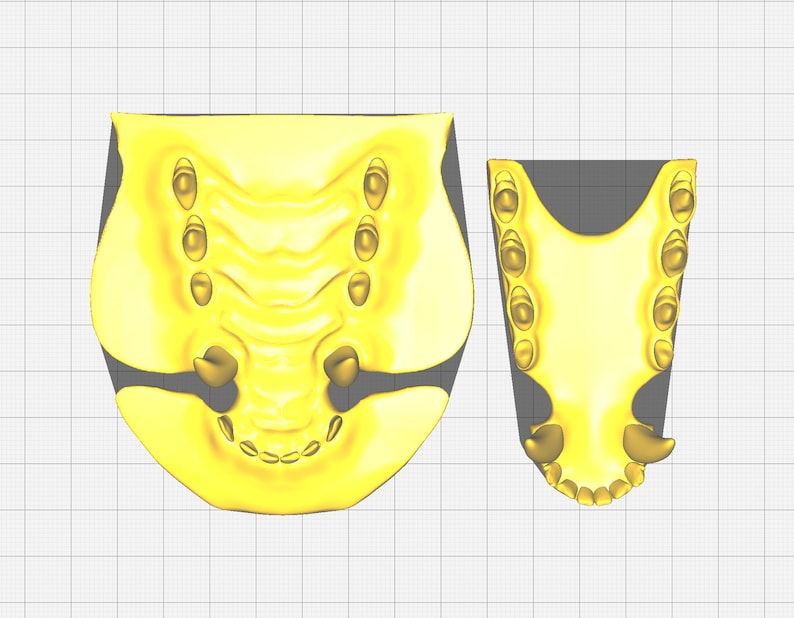 Realistic canine or fox teeth STL file for 3D printing image 2