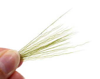 Pack of 50 (6'' long) olive green realistic whiskers for mascot costumes, masks, fursuits, sculptures, and more