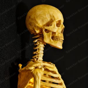 Met de hand beschilderd 3D-geprint menselijk skeletmodel: zeer gedetailleerde anatomiefiguur, premium Halloween-rekwisiet