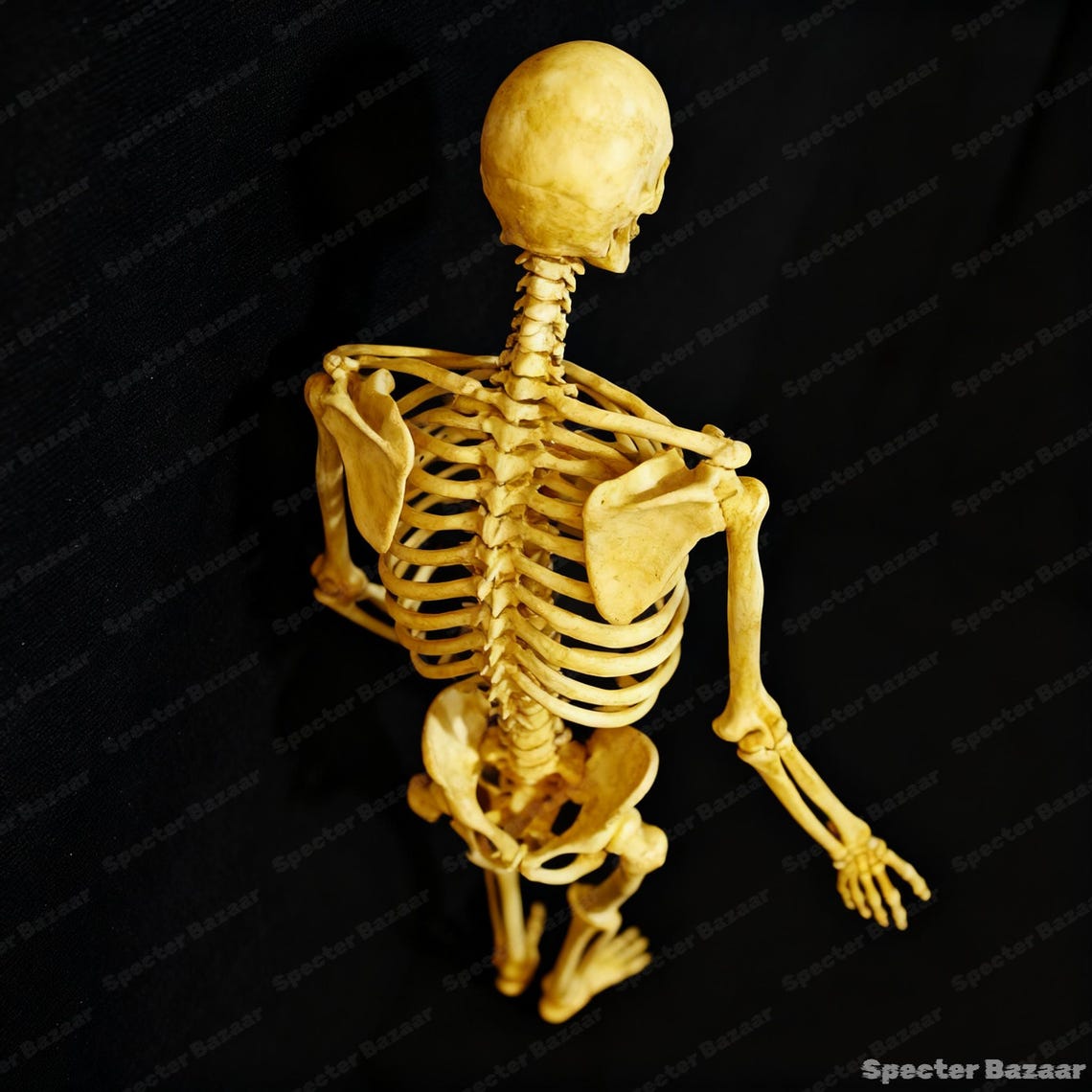 Hand-painted 3D Printed Human Skeleton Model: High Detail Anatomy ...