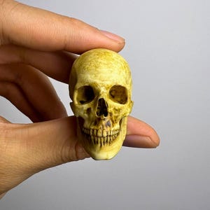1&quot; Realistic Miniature Human Skull Model - 3D Printed Resin Head Bone for Anatomy Study & Artwork