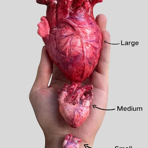 May include: Three anatomical heart models in varying sizes, labeled Large, Medium, and Small. Each heart features a realistic, glossy, textured surface with shades of deep red, pink, and purple, showing detailed veins and muscular structures.