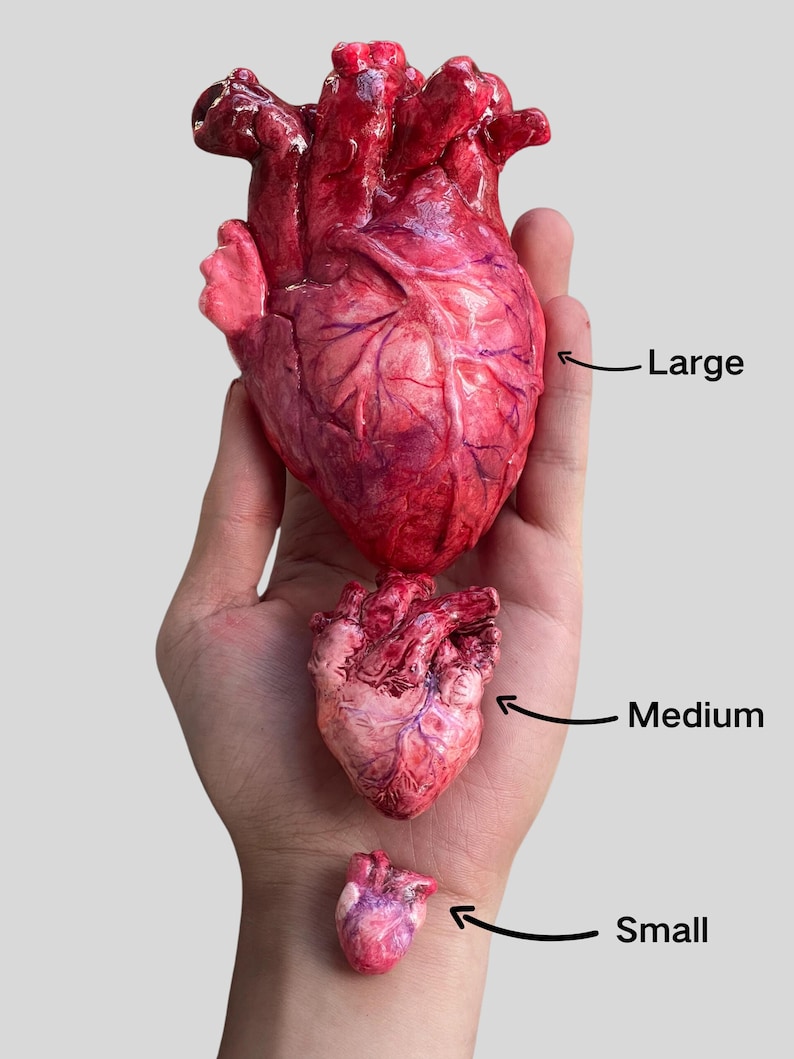 May include: Three anatomical heart models in varying sizes, labeled Large, Medium, and Small. Each heart features a realistic, glossy, textured surface with shades of deep red, pink, and purple, showing detailed veins and muscular structures.