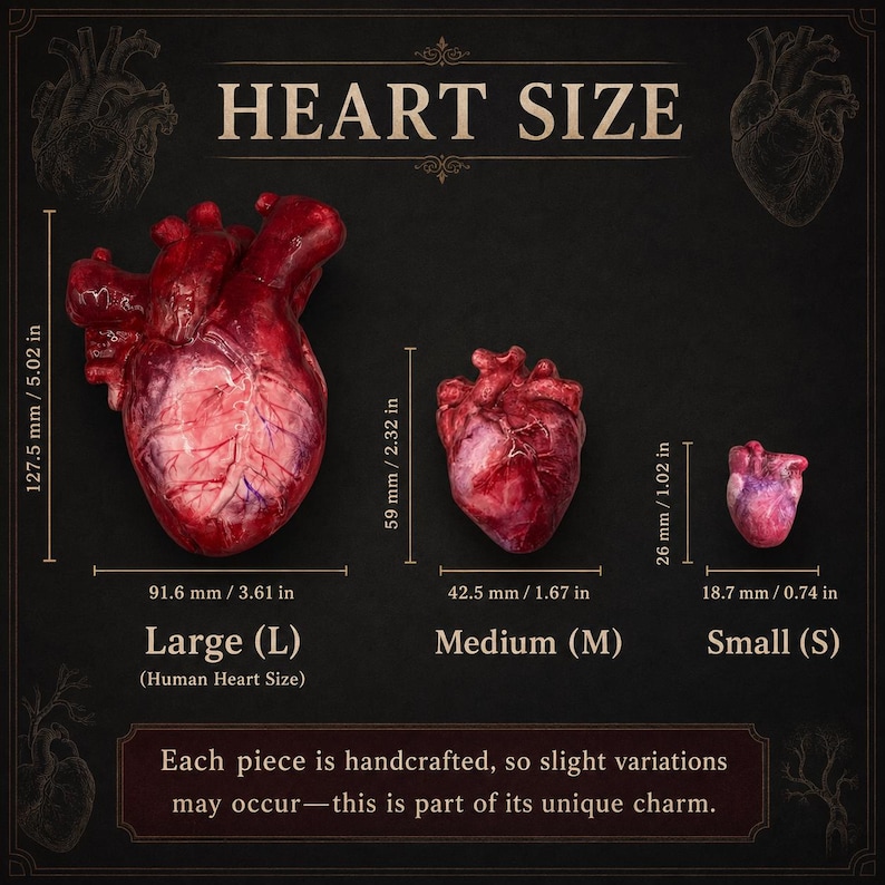 May include: Three anatomical heart models in large, medium, and small sizes. The large heart measures 127.5 mm by 91.6 mm (5.02 in by 3.61 in), the medium 59 mm by 42.5 mm (2.32 in by 1.67 in), and the small 26 mm by 18.7 mm (1.02 in by 0.74 in).